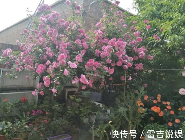 月季花朵变小记得将“3步”做好,20天后花朵“拳头大”,漂亮