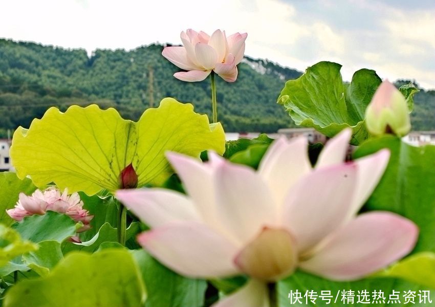 荷花|广西贵港：千亩荷花竞相绽放