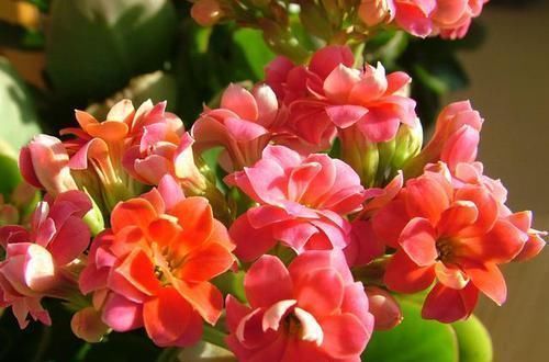 最适合养在卧室的花卉，能净化环境还能吸甲醛跟二手烟，特别好养