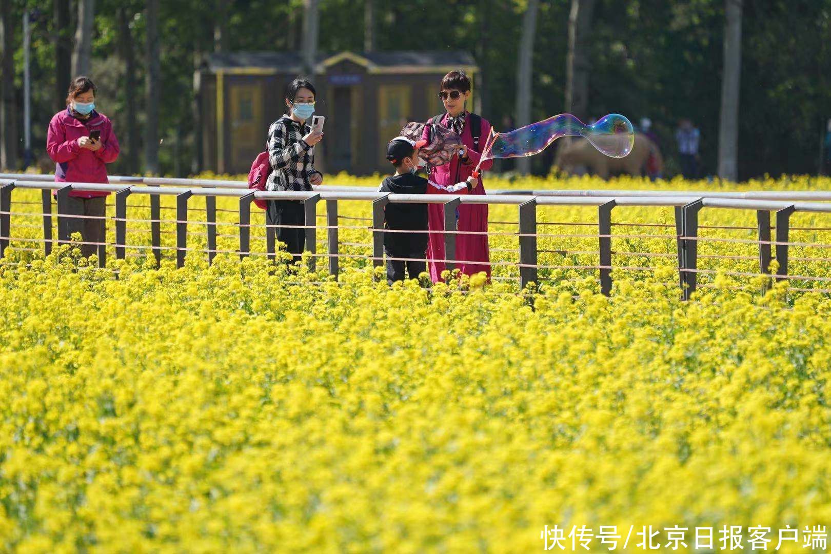 北京近郊最大的油菜花海盛放！快来丰台这个怪村“打卡”吧