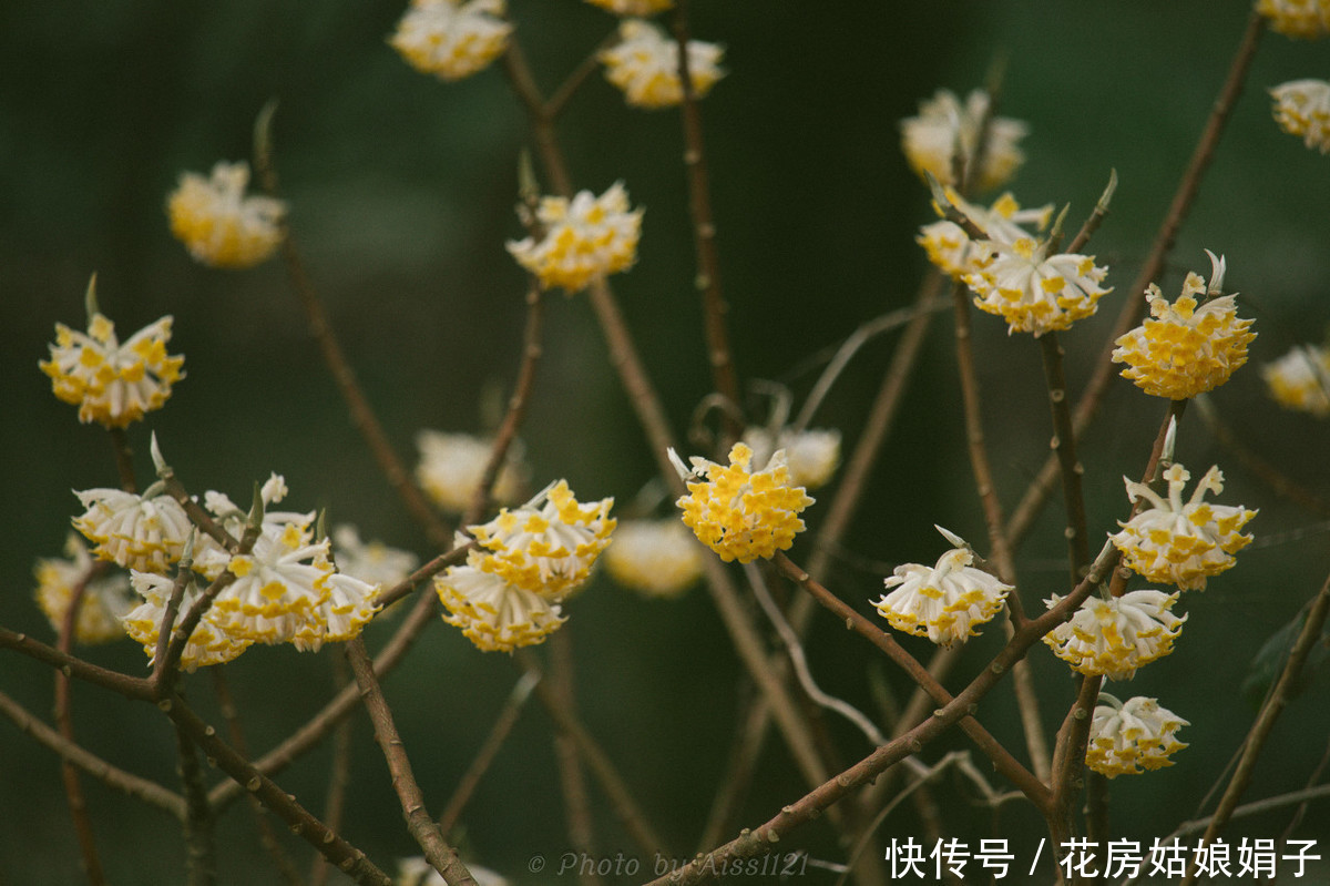 结香花是怎么养成的 学会几个小妙招 锦簇花球永结香 粉紫色