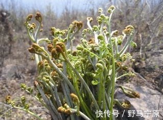 养血补血|农村这些野菜人见人爱，能消除疲劳，养血补血，不妨一试