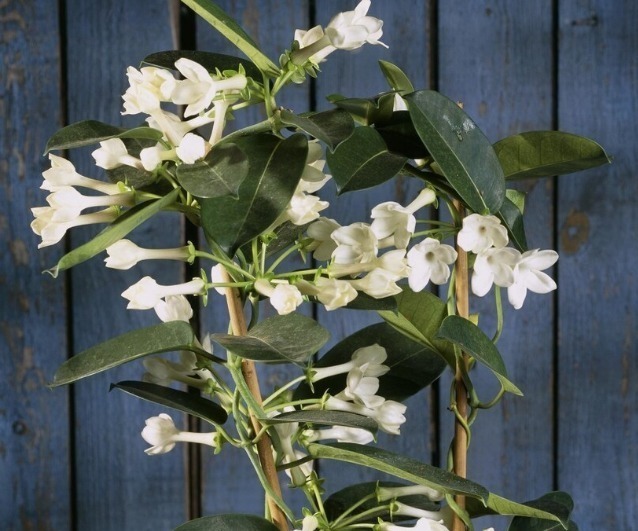 食醋是花卉的保护剂,杀菌消毒又抗病,叶绿花多还茂盛