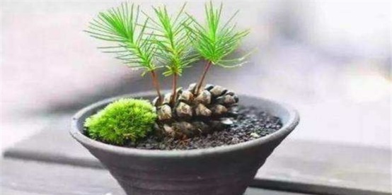 一个小松塔放进花盆,不久就变小松林,没曾想长得这么美