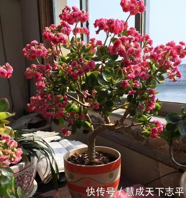 壮观|长寿花“老桩”太难看其实越老越壮观,开成“小花树”