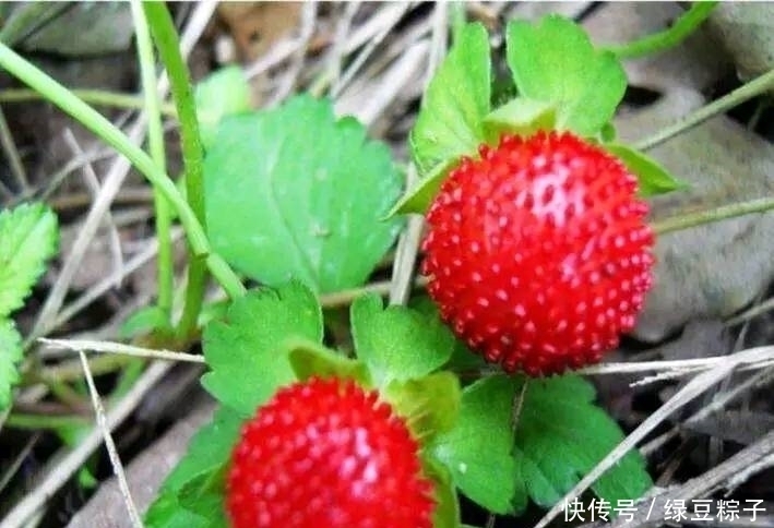 此果|感冒、咽喉肿痛、咳嗽?莫慌!吃几颗此果,现在知道还不晚!