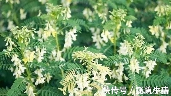 中毒|黄芪和它们不可同吃,轻则中毒重则致癌,中医道一定要谨记