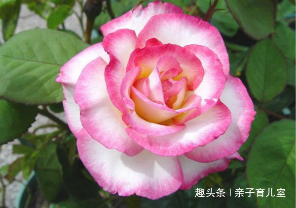 喜欢玫瑰,就养盆“玫瑰精品”亨德尔玫瑰,花开饱满,美丽诱人!