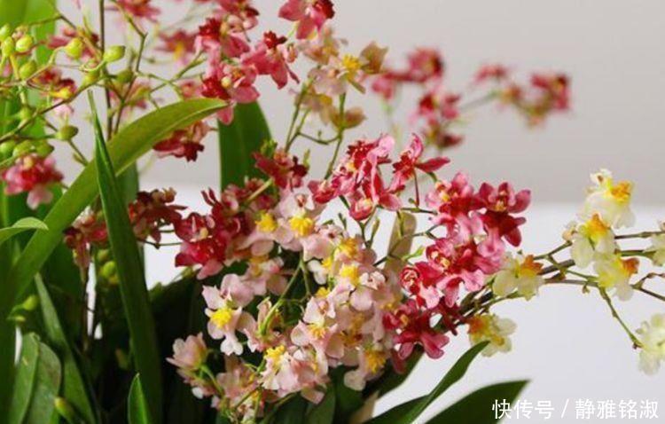 家里几款花卉,耐旱又耐晒,镇宅开运,寓意超好的