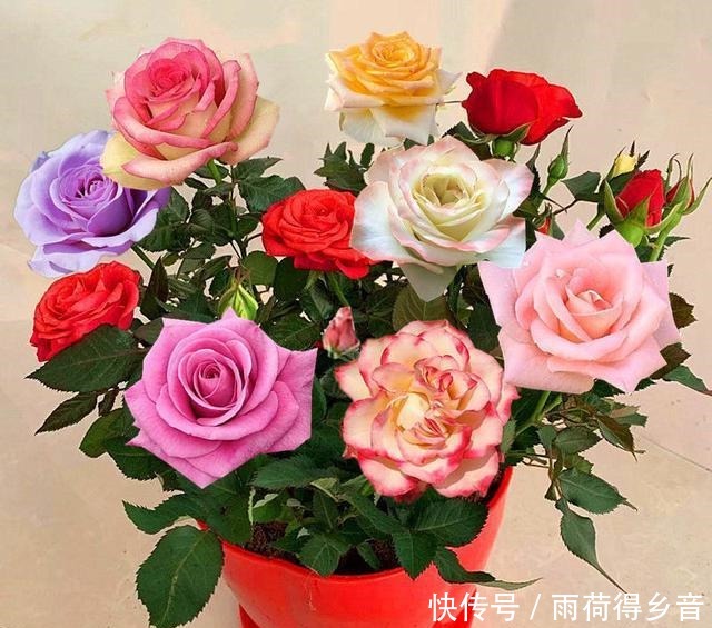 放弃绿萝吧,此花一树10色,养护简单,家里养一盆,四季有花赏!