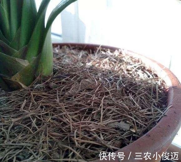 酸性物质|此种“小东西”自带酸性,肥力大,花盆里撒一把,治虫、不黄叶!