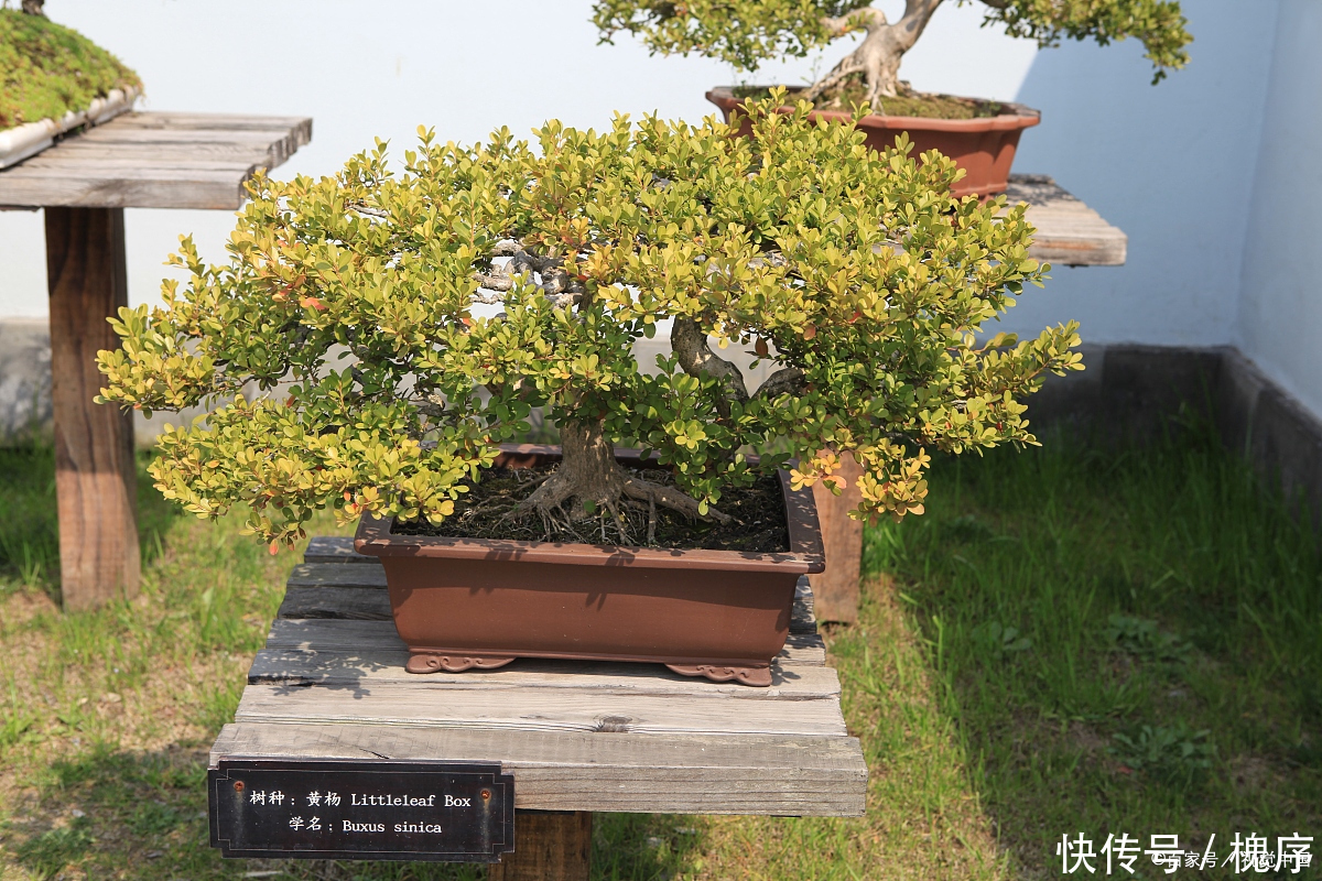 3万买棵盆景树,有人说不值,绿化带里大把,你觉得呢?