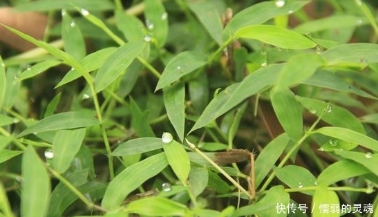 荩草|过去农人看见就拔的“荩草”,样子长似竹叶,其实是“帝王草”