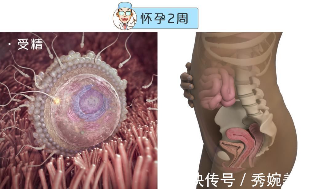 怀孕|最全的怀孕周期图鉴，感受从受精卵到婴儿的神奇变化！