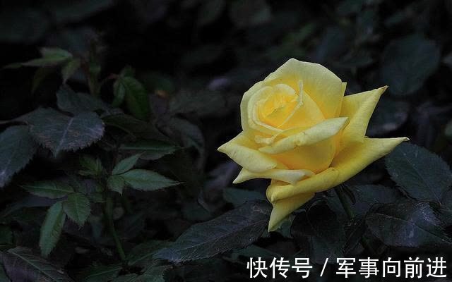 桃花|近期内，缘分与桃花绝地反击，爱情运一顺到底的4大生肖！