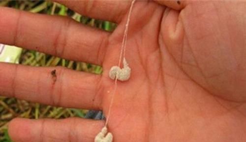 冬天鱼口轻，钓鱼的关键在于“以动制静”，这些饵料最适合冬钓！