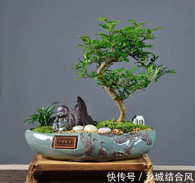 6种“小盆景”,越小越值钱,客厅养一盆,能香上几十年