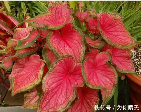 我国最甜的水果，比蜂蜜甜10倍！放“冰箱”冻不死，插土就活！