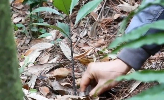 野花野草|大山里一种珍稀植物,市场上一斤好几百,妹子两小时只摘到一小把