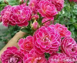 此花漂亮若牡丹，香味清新，四季开花，是阳台盆栽佳品