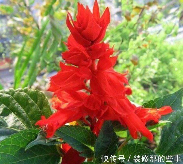 冬天就养几款花卉,好养易打理,对待新手很有好