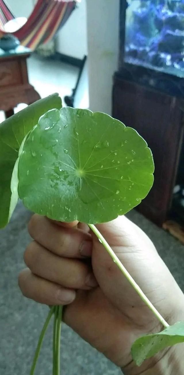 爆盆|铜钱草开花是“累赘”,发现就剪剪剪,叶子更圆更大,持续爆盆!