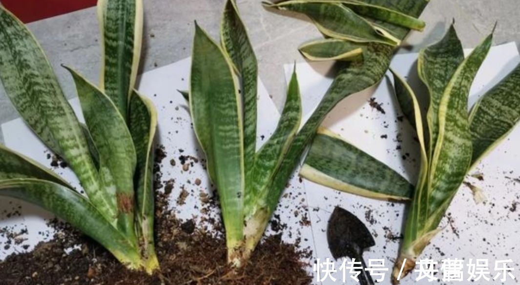 6种花怕水涝,勤快人养不好,浇水多了就烂根