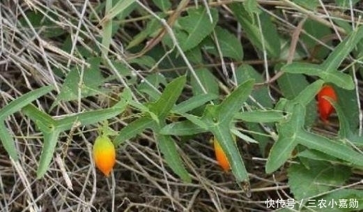 野果|农村一种野果,以前没有人重视,现在一斤90块还供不应求