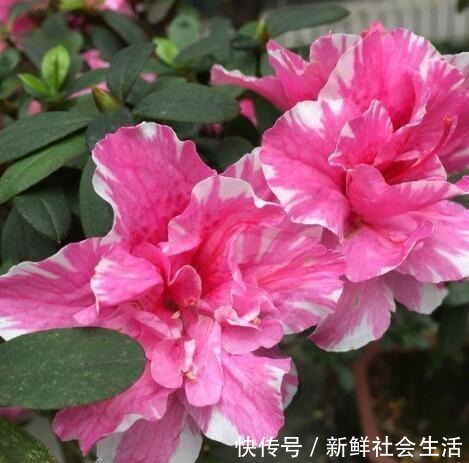这花让人太心动,60元一盆咬牙买,冬天“赏花”全靠“它”!