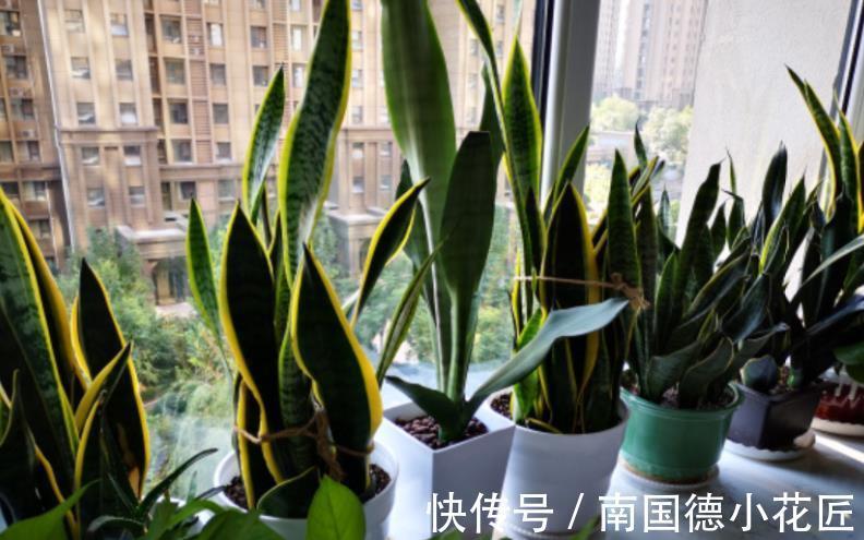 新芽|天一转凉,虎皮兰就饿了?常用它喂喂,补营养,盆栽呼呼出新芽