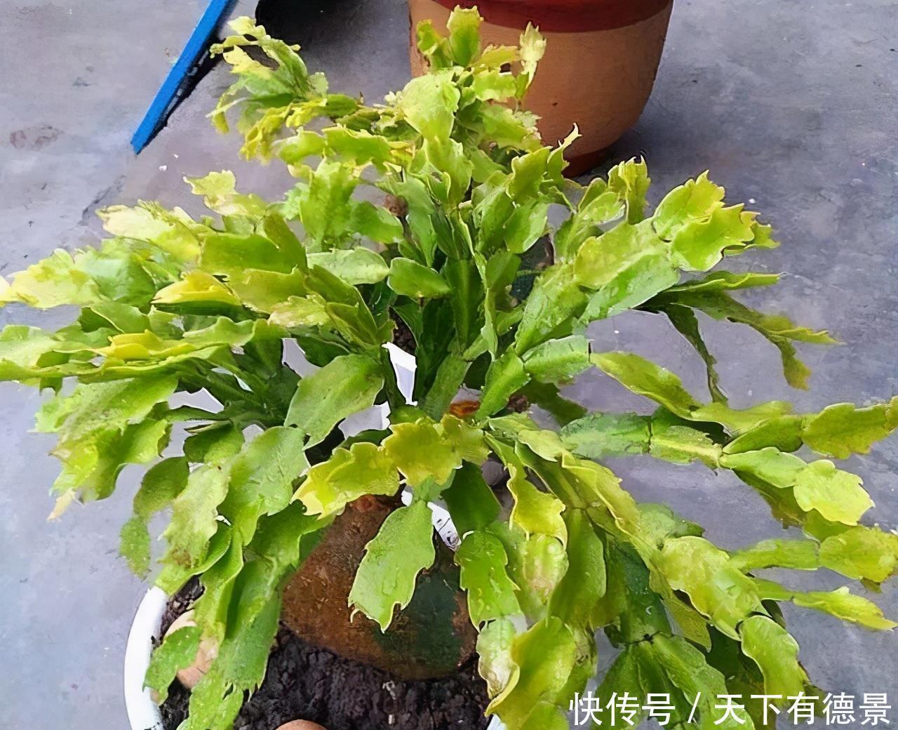 漂亮|高温30度下，5种漂亮花，不能“正常养”，黄叶烂根，容易死翘翘