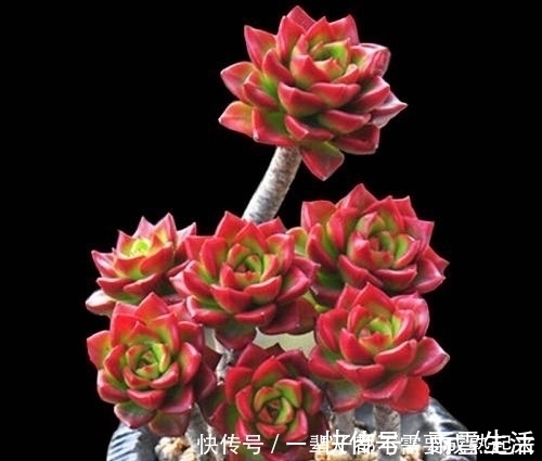 老桩|多肉蒂亚穿裙子长得丑？做好这件事，由绿变红，养成小老桩！