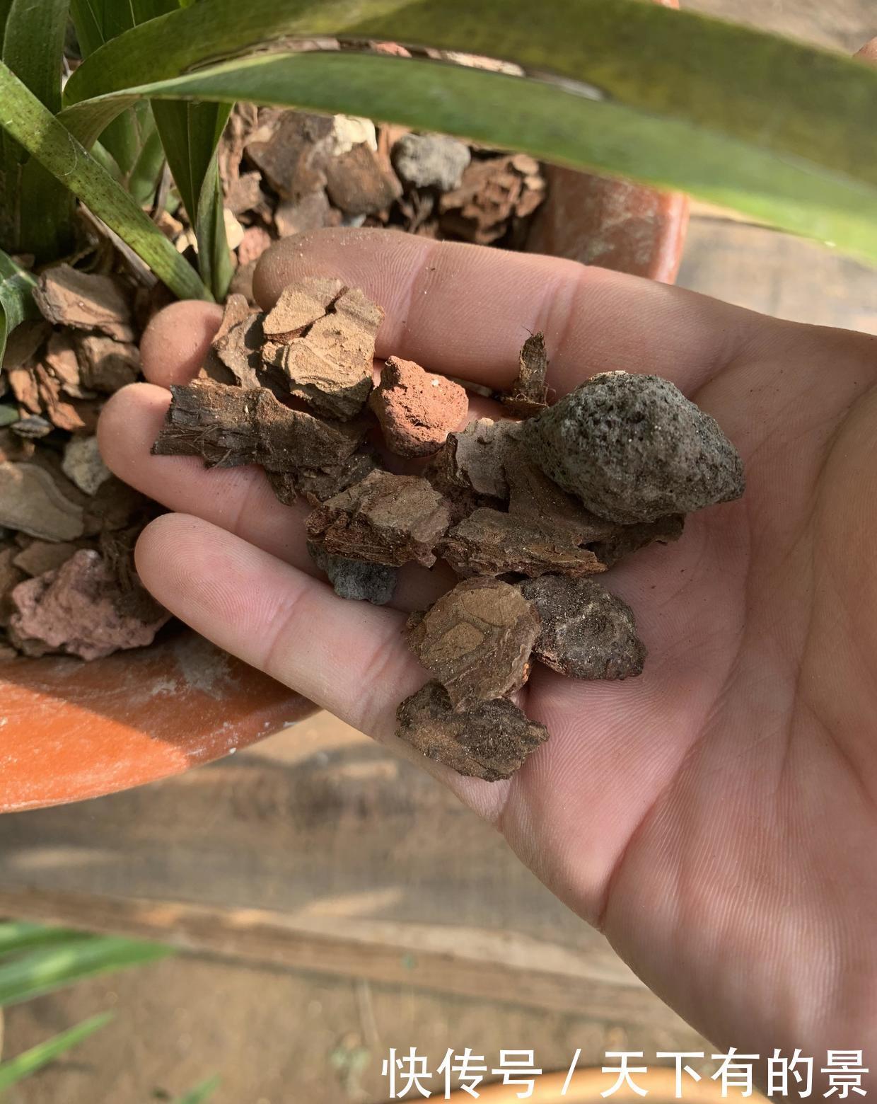 种兰花，2种植料搭配方式，养兰花不烂根长得旺，开花也很香