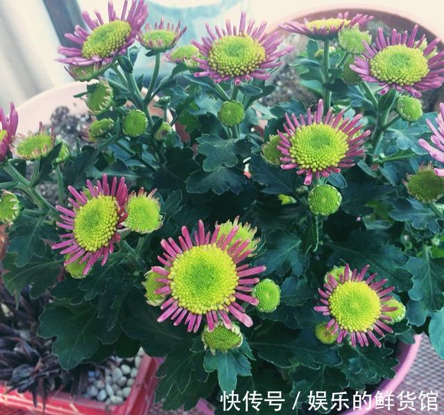 藏红花|从8月28日开始，家养此款花卉，一年多季开花，花朵清新优雅