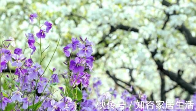 当梨树遇上二月兰，你会爱上谁？绿肥兼观赏，看二月兰怎么种梨园