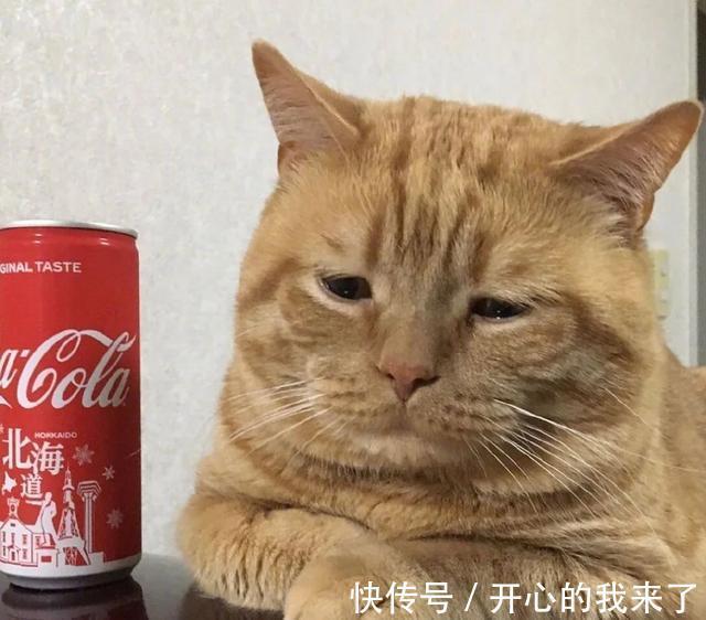 |搞笑猫咪：原以为猫很高冷，知道看到这些沙雕