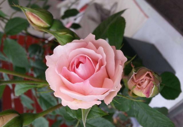 几款花卉，好养易爆盆，关键净化空气最厉害，阳台变成小花园