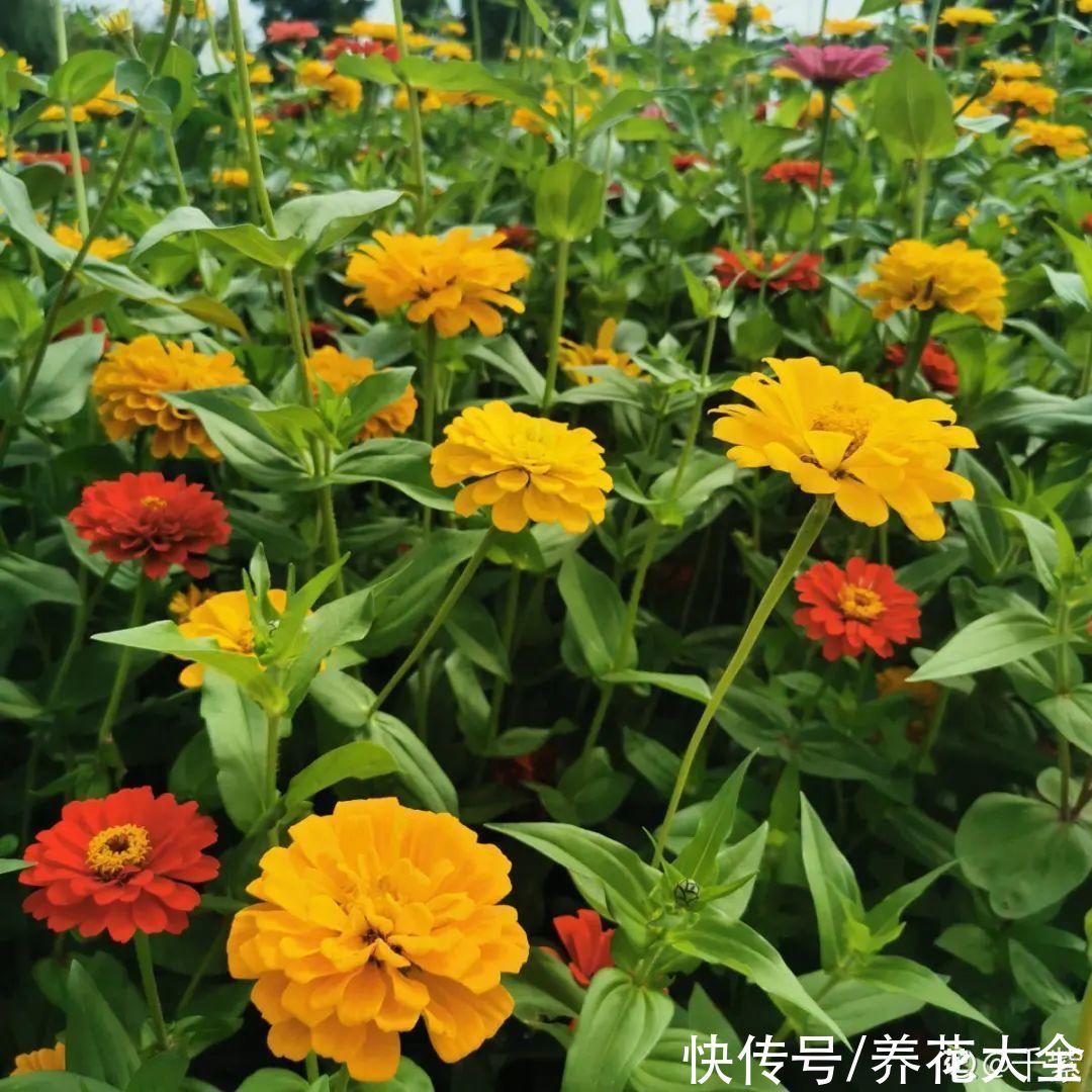 50种花春天播种,长满小院子,能开一整年