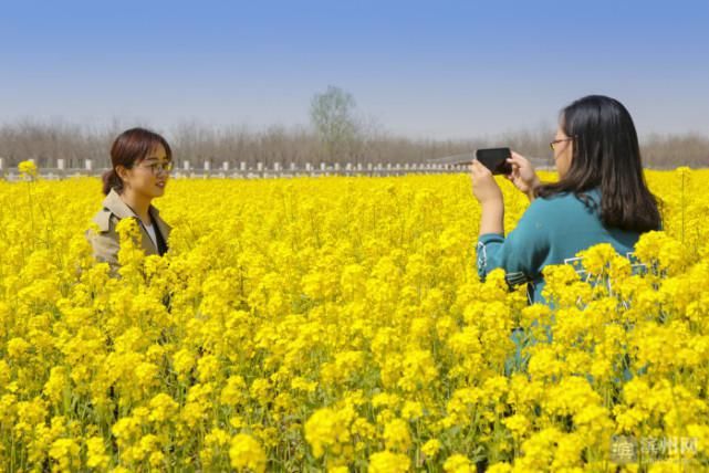 清明时节，不负春光！来滨州踏青赏花吧！