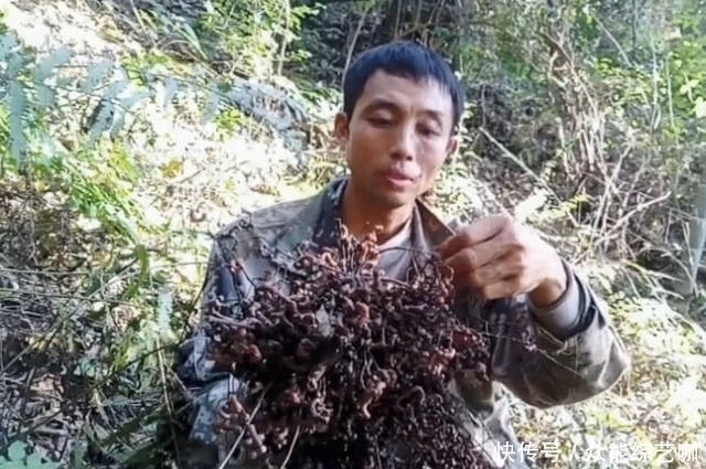  本来|奇闻：本来是来挖冬笋的，却发现了“万寿果”，大叔捡了两袋子