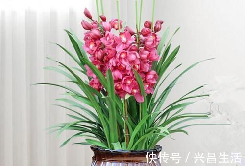 仙客来|8种花一到过年就开花,现在养正是好时候,花开灿烂、寓意吉祥