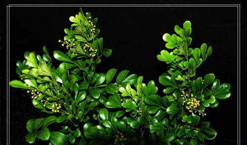 不会养米兰花,学会“3招”后生长旺,枝叶茂密开花“爆盆”