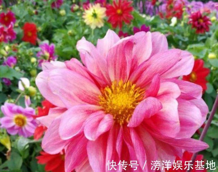 鲜艳|4种花号称开花机器,好养易打理,花色柔美颜值高