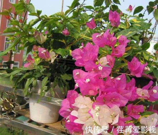 秋季盆栽三角梅，该如何保证枝干顺利开花？做到此4点就够了