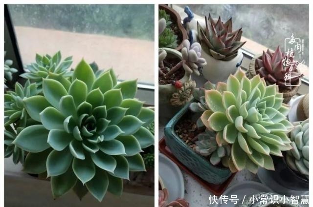 艳日辉|我是多肉飘窗党,我来晚了!我是多肉飘窗党,我来晚了!