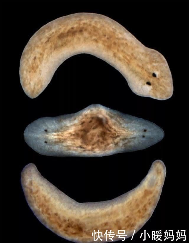 为了繁殖和进食连大脑都进化没了:杀不死