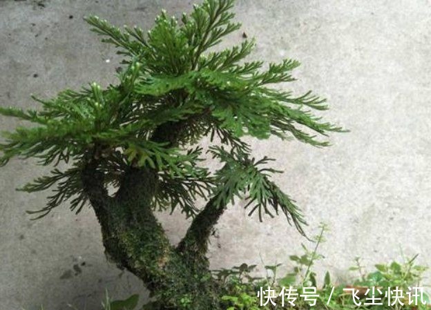 黄杨|民间的4大花卉,养多少年也不会被淘汰,反而越养越值钱