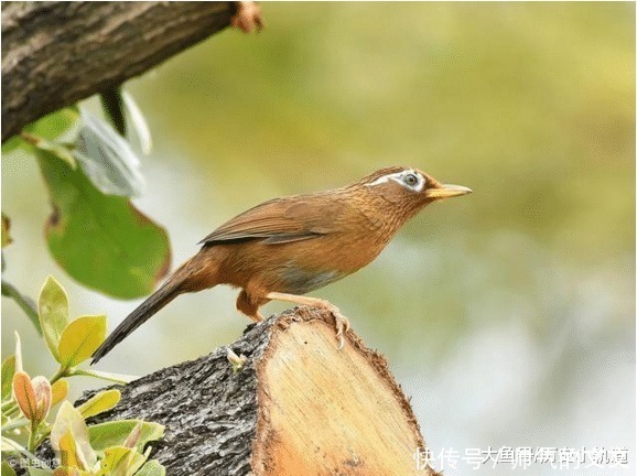 天顺$一只画眉鸟引发的血案,五条人命啊,真是太可惜了