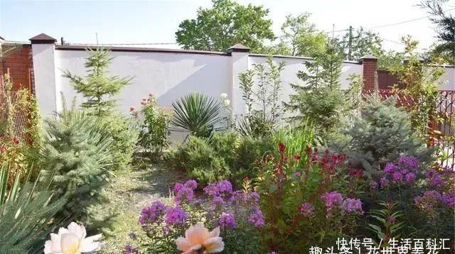 它们是“庭院3宝”，有院子一定要种全，开花时让人羡慕