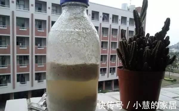浇花|淘米水浇花,浇一盆死一盆,其实是你不会用